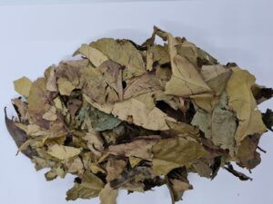 Indonesian Bay leaves (Syzygium polyanthum) Dried - Daun Salam Kering ...